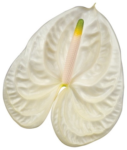 <h4>Anthurium Moments</h4>