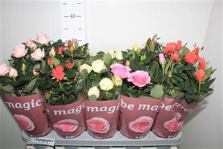 <h4>Ro B Monde Gem</h4>