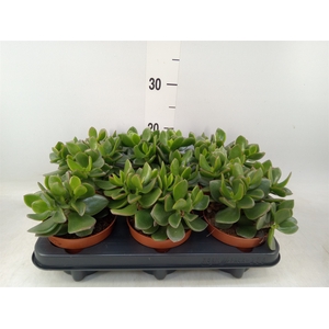Crassula  'Hulk'