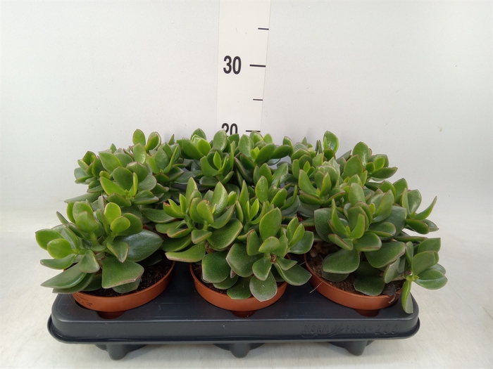 <h4>Crassula  'Hulk'</h4>