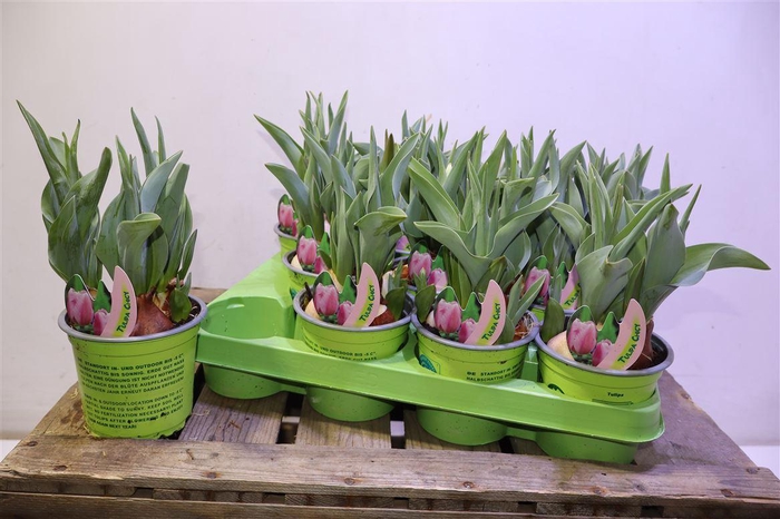 <h4>arr8 Tul Chicy Rosa</h4>