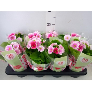 Primula obcon. 'Touch Me Red White'