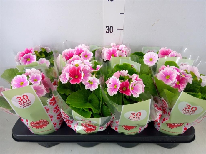 <h4>Primula obcon. 'Touch Me Red White'</h4>