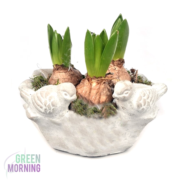 <h4>Arrangement Hyacinthus in betonnen voederbak ( vogels )</h4>