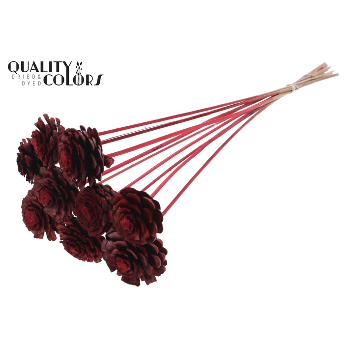 <h4>Pine cone cut 5-7cm on stem Red</h4>