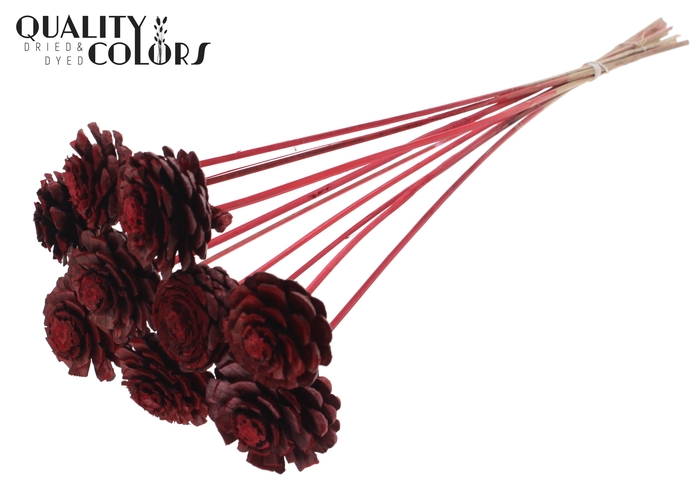 Pine cone cut 5-7cm on stem Red