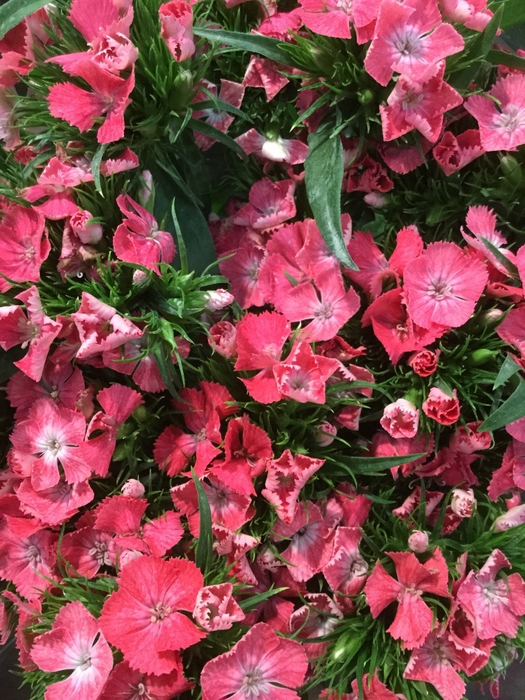 DI BARB AMAZONE PINK