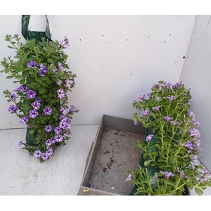 PET VIVINI BLUE STAR