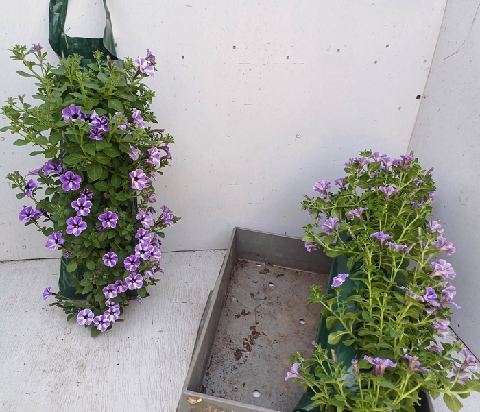 <h4>PET VIVINI BLUE STAR</h4>