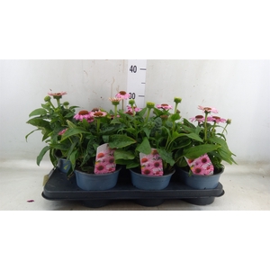 Echinacea  'Sombrero Rose'