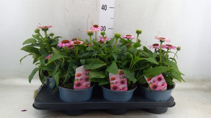 <h4>Echinacea  'Sombrero Rose'</h4>