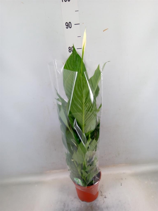 <h4>Spathiphyllum  'Verdi'</h4>