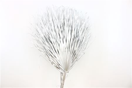 Dried Chamaerops (10tk) Silver Bunch