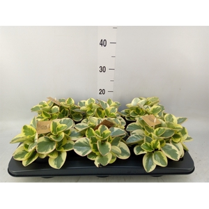 Peperomia obt. 'Obtipan Bicolor'