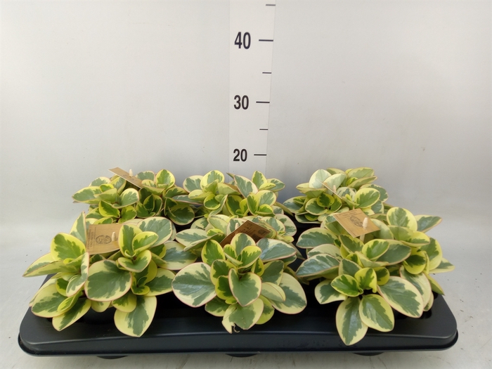 <h4>Peperomia obt. 'Obtipan Bicolor'</h4>