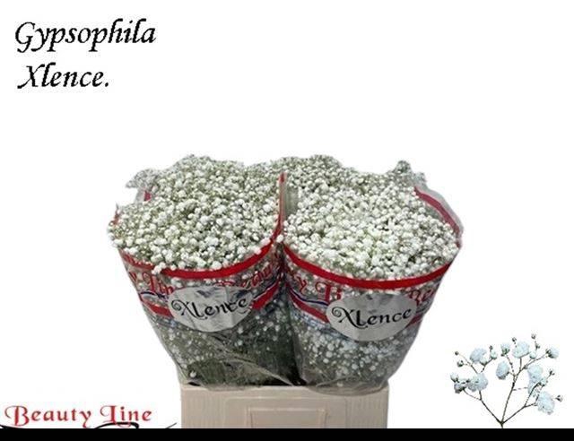 <h4>GYPS PA XLENCE</h4>