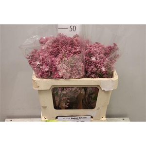 Syr Hy Maidens Blush 4+