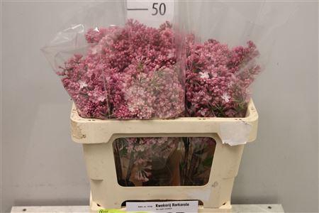 <h4>Syr Hy Maidens Blush 4+</h4>