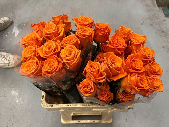 <h4>R GR Honey Bunny</h4>