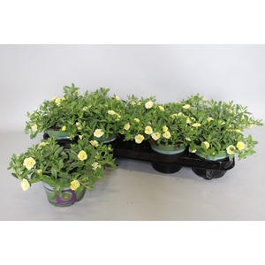 Calibrachoa Double Light Yellow