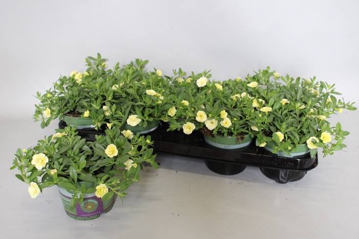 <h4>Calibrachoa Double Light Yellow</h4>