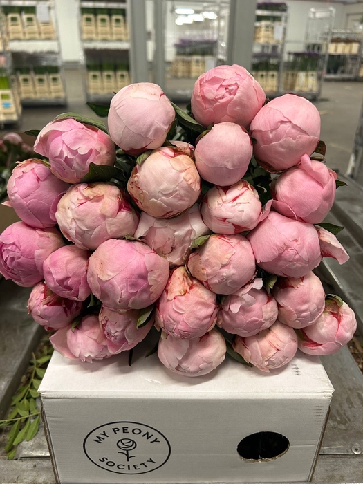 <h4>Paeonia Sarah Bernhardt</h4>