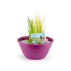 Terrasschaal fuchsia met mixmand