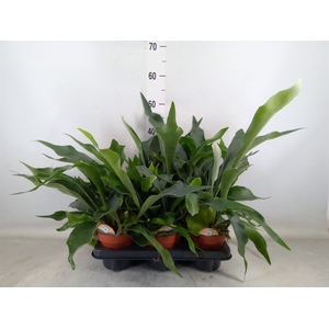 Platycerium bifurc.