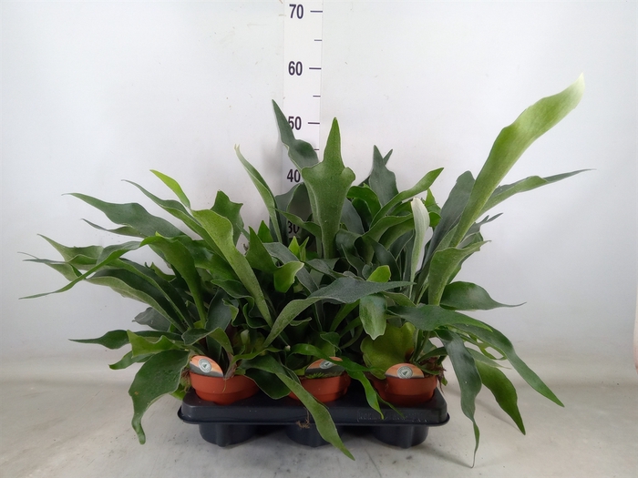 <h4>Platycerium bifurc.</h4>