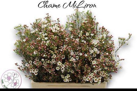 <h4>Chame Mi Liron</h4>