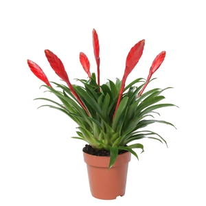 Vriesea Multiflower Conchita Rood (Met Hoes)