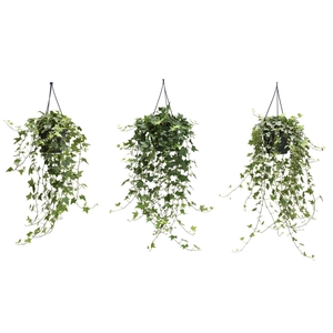 Hedera helix gemengd