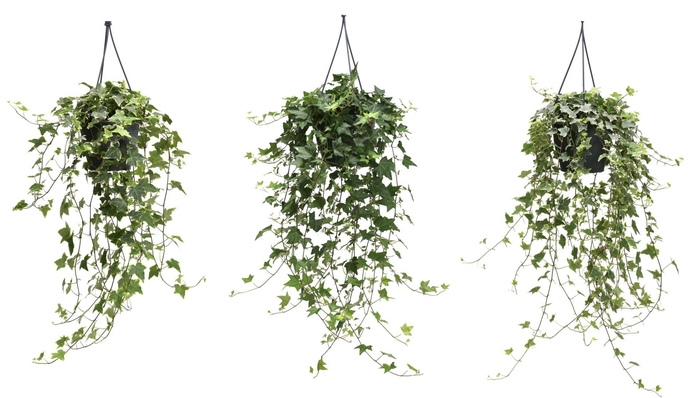 <h4>Hedera helix gemengd</h4>