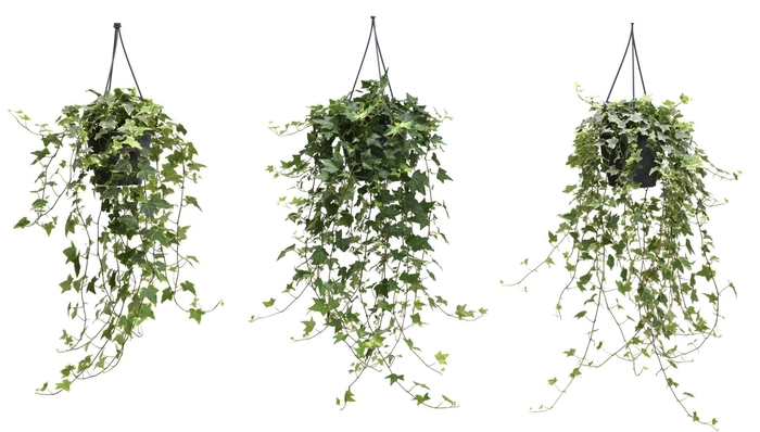 <h4>Hedera helix gemengd</h4>