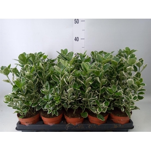 Euonymus fortunei 'Silver Queen'