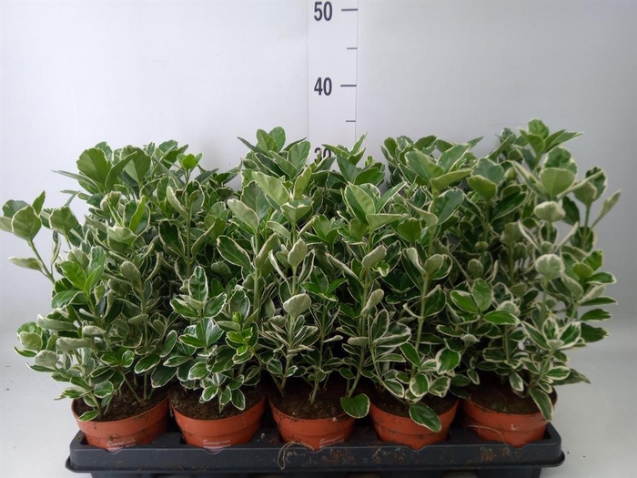 <h4>Euonymus fortunei 'Silver Queen'</h4>