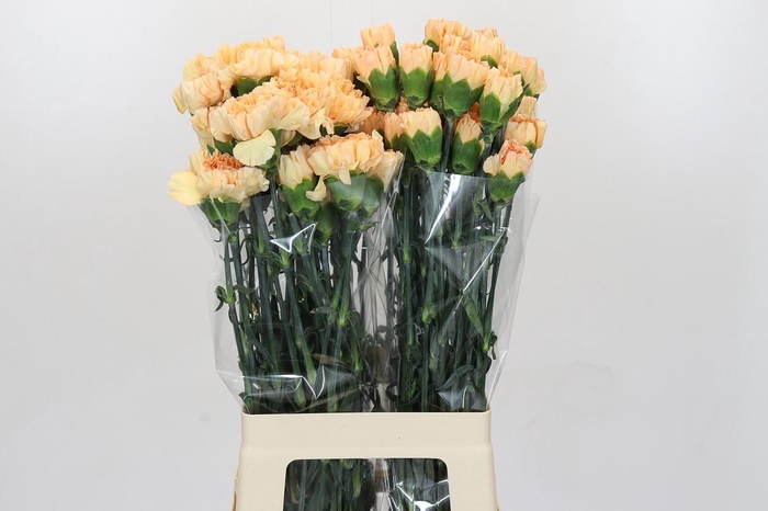 <h4>Dianthus St Crimea</h4>