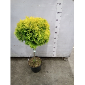 Thuja occid.