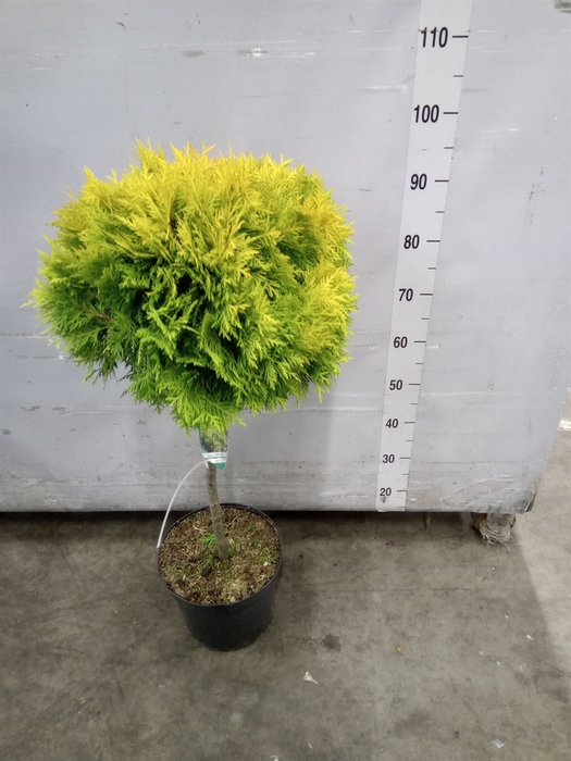 <h4>Thuja occid.</h4>