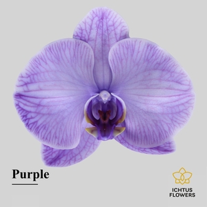 Phalaenopsis