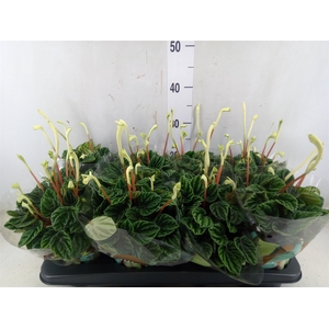 Peperomia caperata 'Lilian'