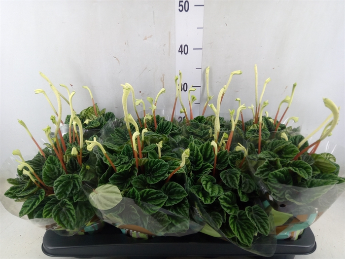 <h4>Peperomia caperata 'Lilian'</h4>