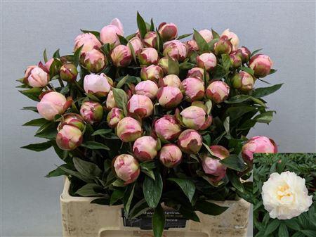 <h4>Paeo L Gardenia</h4>