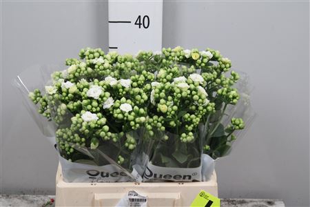 Kal Cryst Whi Meadow