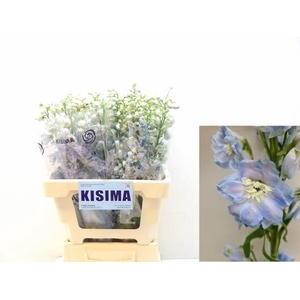 DELPH DU MAG FSKB WB