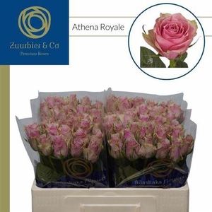 R Gr Athena Royale