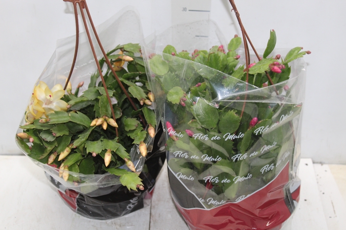 <h4>FLOR DE MAIO C21</h4>