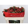 Hypericum True Romance Spray