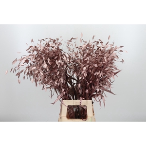 Chasmantium Kl Bh Rose Goud