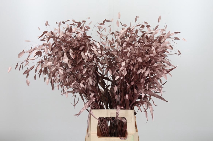 <h4>Chasmantium Kl Bh Rose Goud</h4>